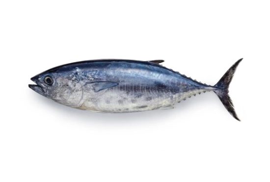 bluefin tuna