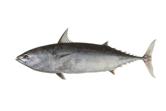 frigate tuna