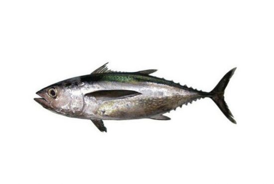 long tail tuna