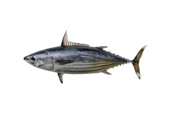 skipjack tuna