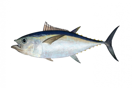 bigeye tuna