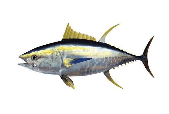 yellowfin tuna